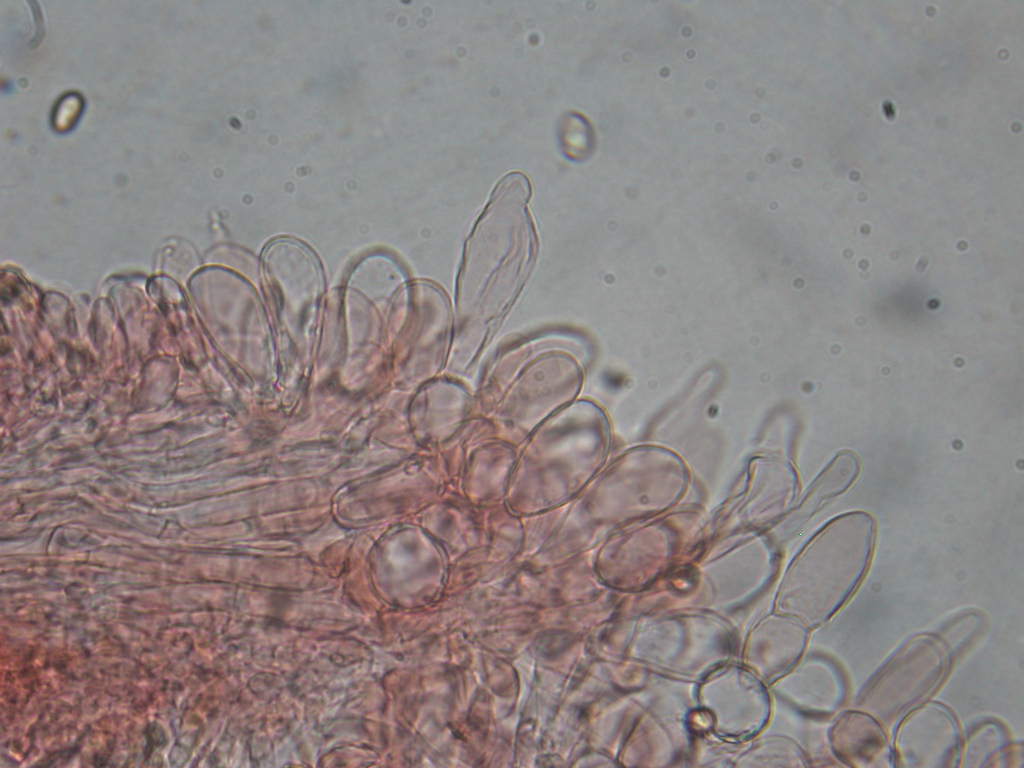 Sotto Alnus glutinosa...(cfr. Inocybe squarrosa)